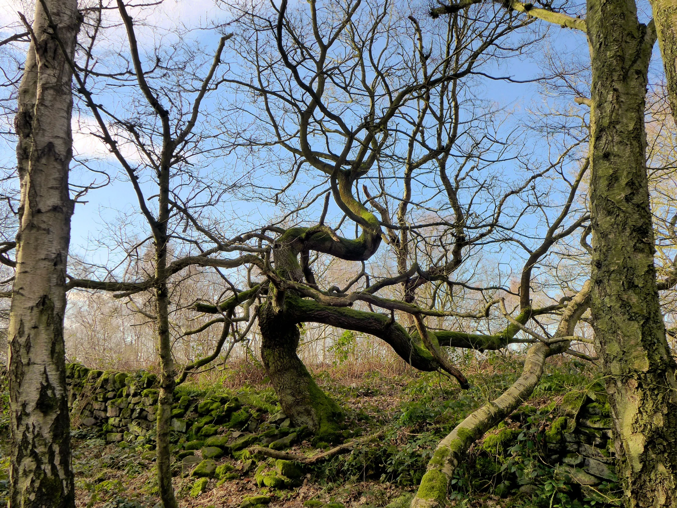 a barren, green, wooded area with bare trees