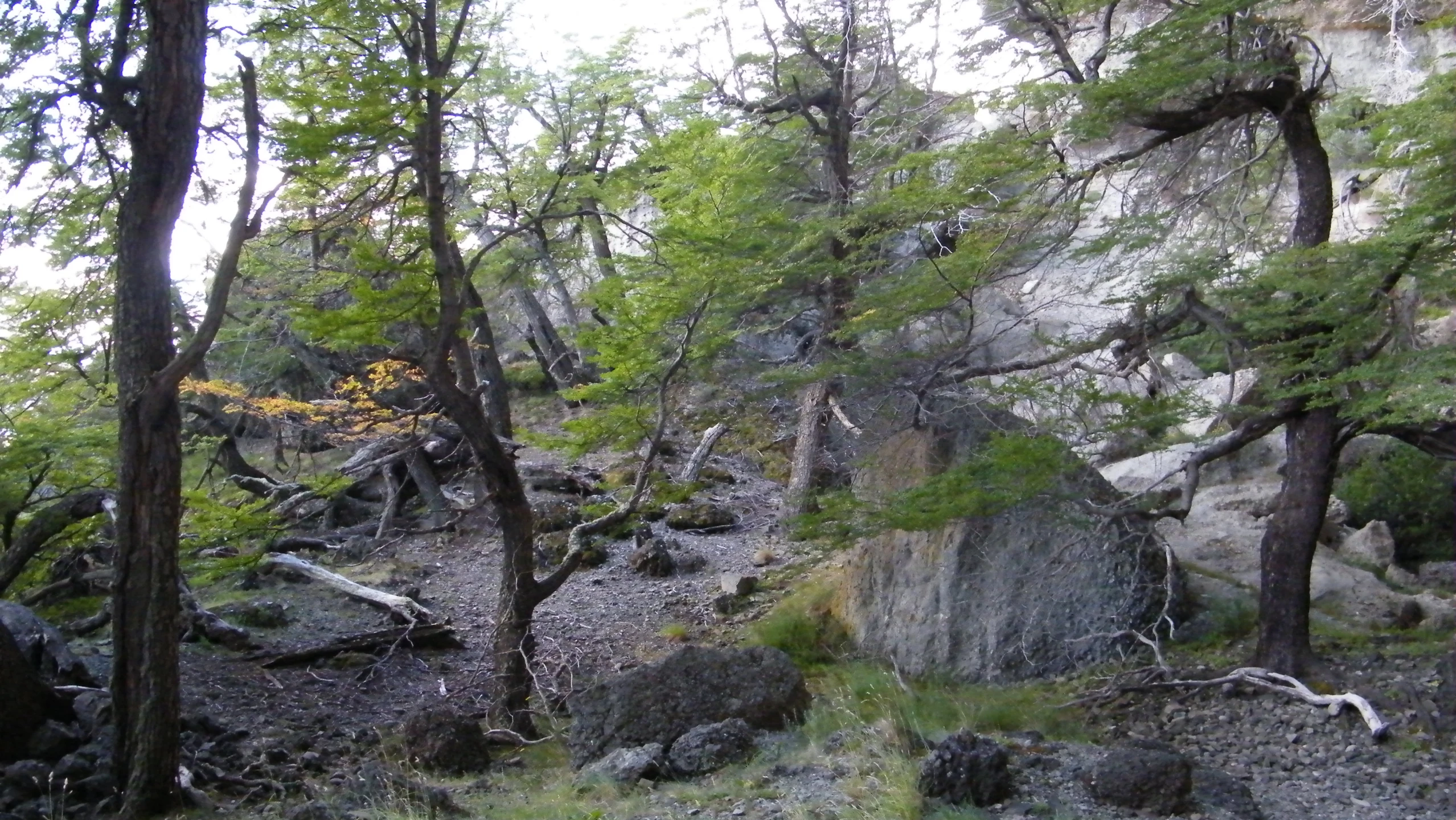 a wooded area has many trees growing on it