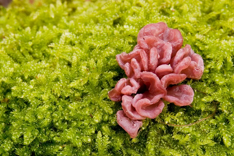 red moss growing up on the side of a leaf covered hillside