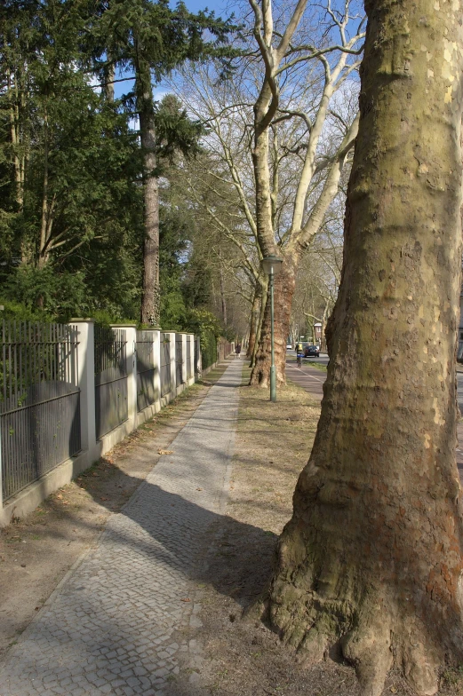 a tall tree next to a white fence