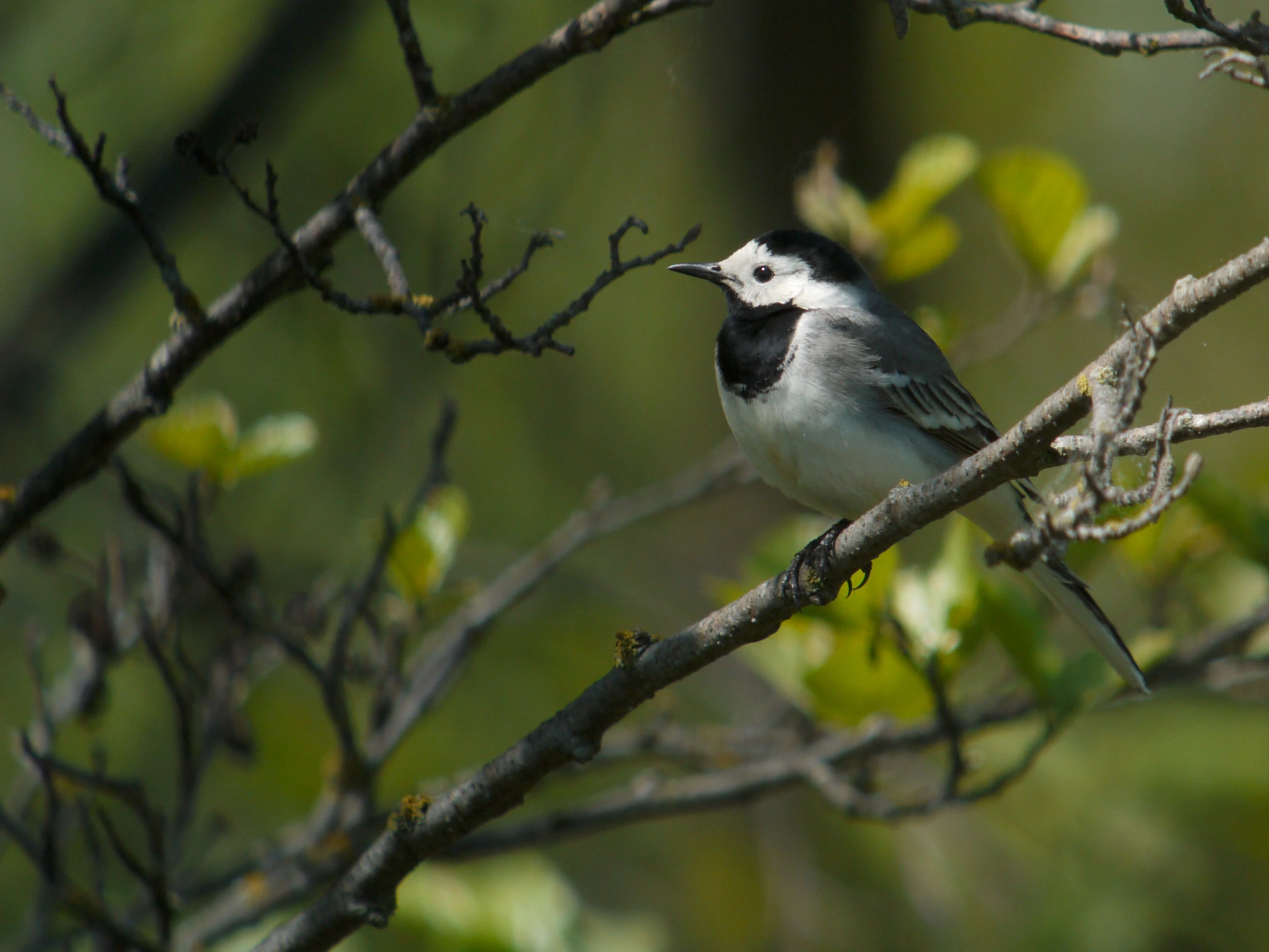 a black and white bird perched on top of a nch