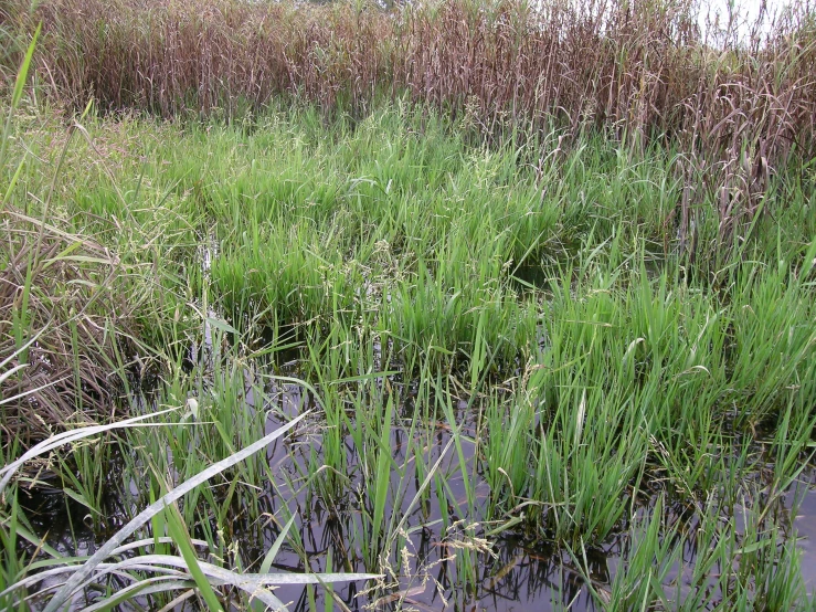 a field with grass and weeds next to a building