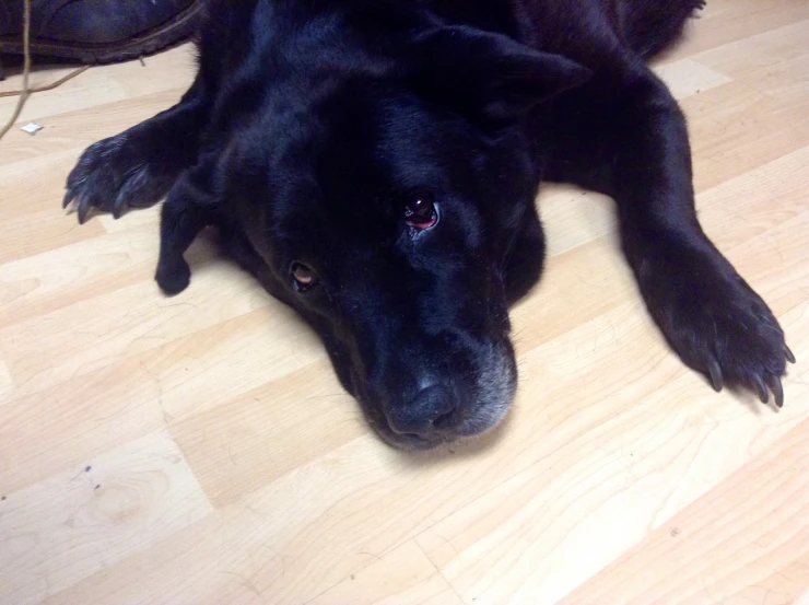 black dog laying on a wood floor looking towards the camera