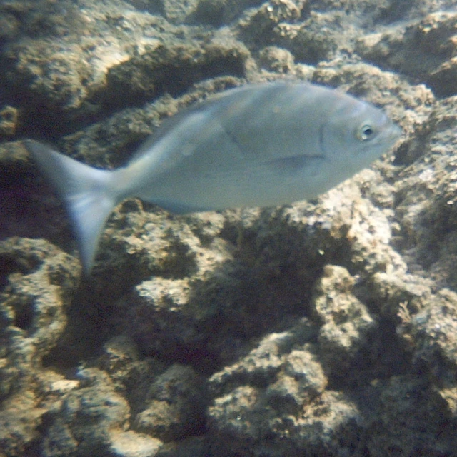 a white fish that is swimming on the water