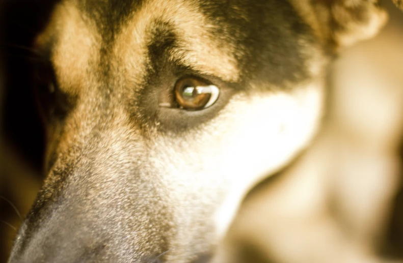 closeup of brown dog looking to the side