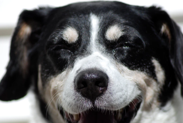 a close - up po of a smiling, black and white dog