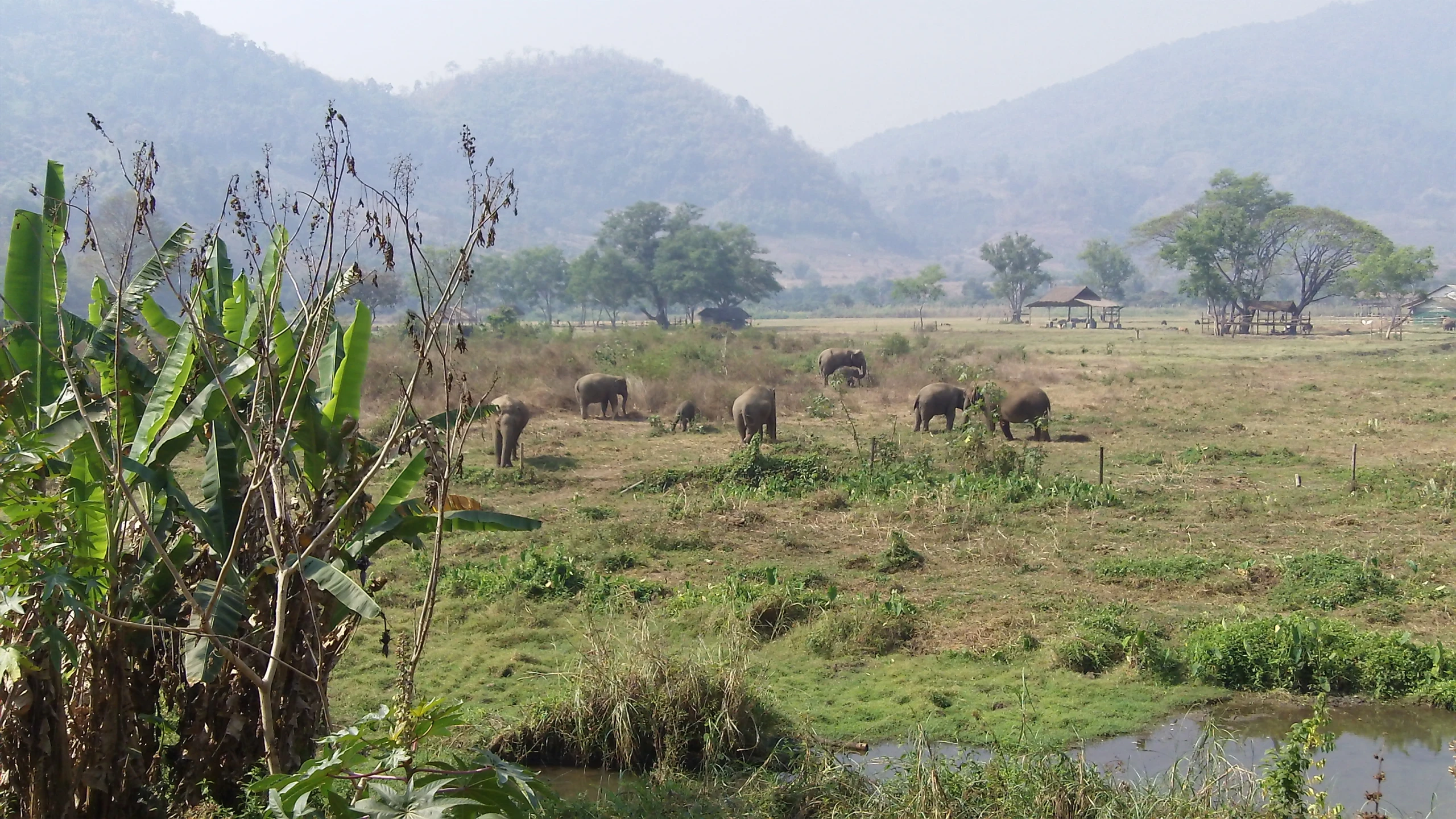 a herd of elephants walking across a lush green field