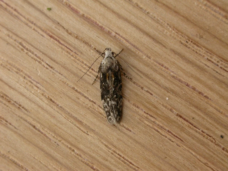 small gray insect standing on top of a piece of wood