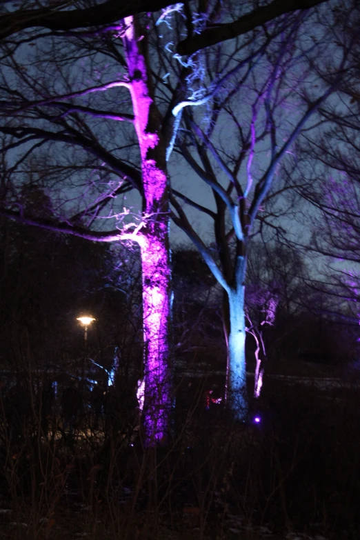 two trees illuminated by purple lights in the dark