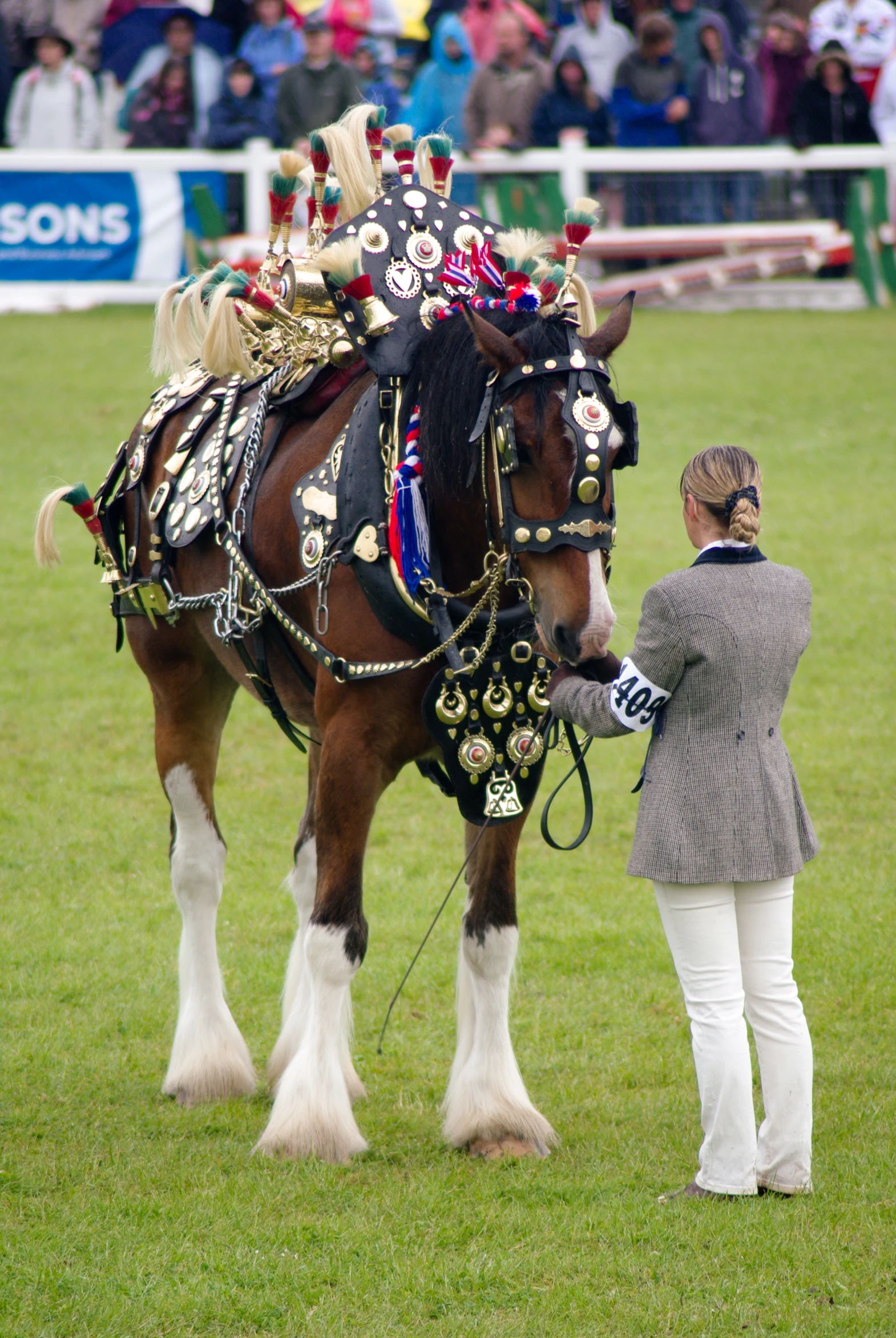 the clydesdale horse is dressed up and ready for competition