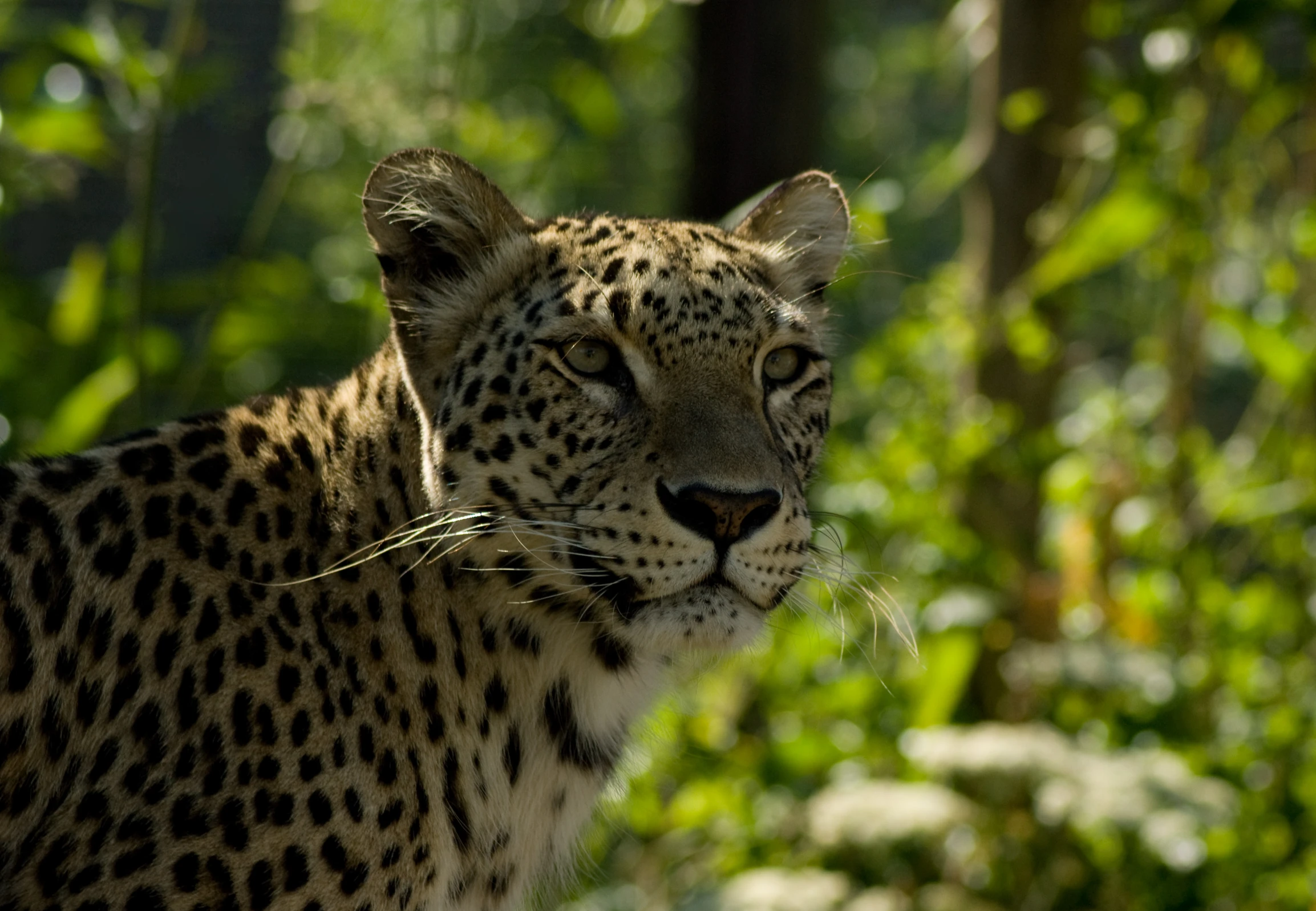 the large leopard is standing alone in the forest
