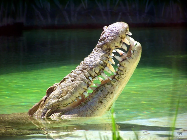 a large alligator is in a body of water