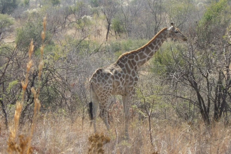 a giraffe walking through the wilderness next to bushes