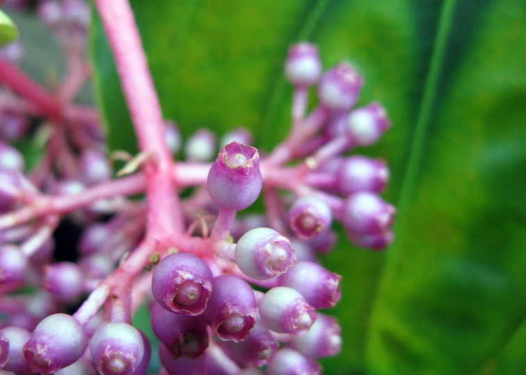 flowers are growing on a plant in the wild