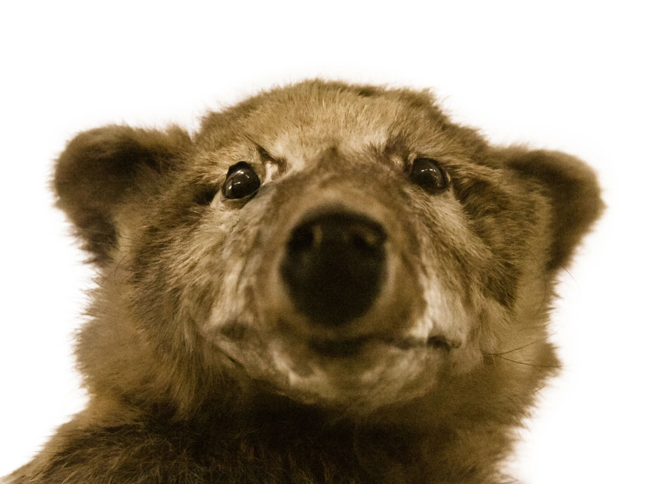 a bear's head with a white background