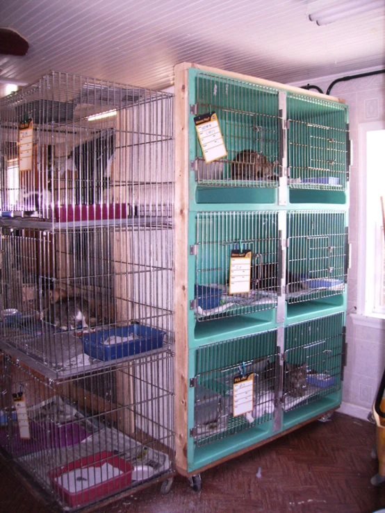 the caged animals are waiting for their owner