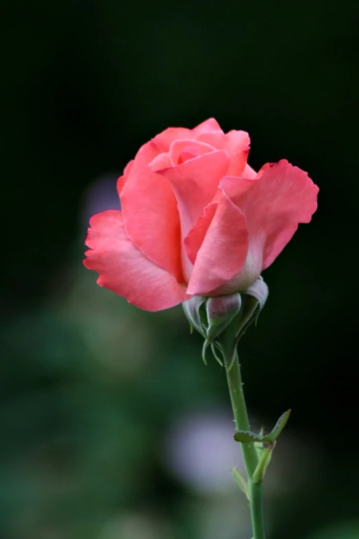 a pink rose in front of a blurry background