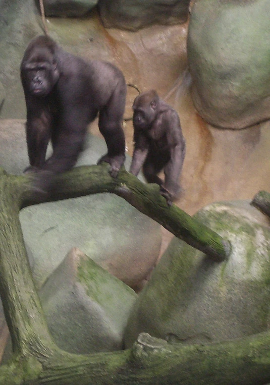 two gorillas stand on tree limbs in front of boulders