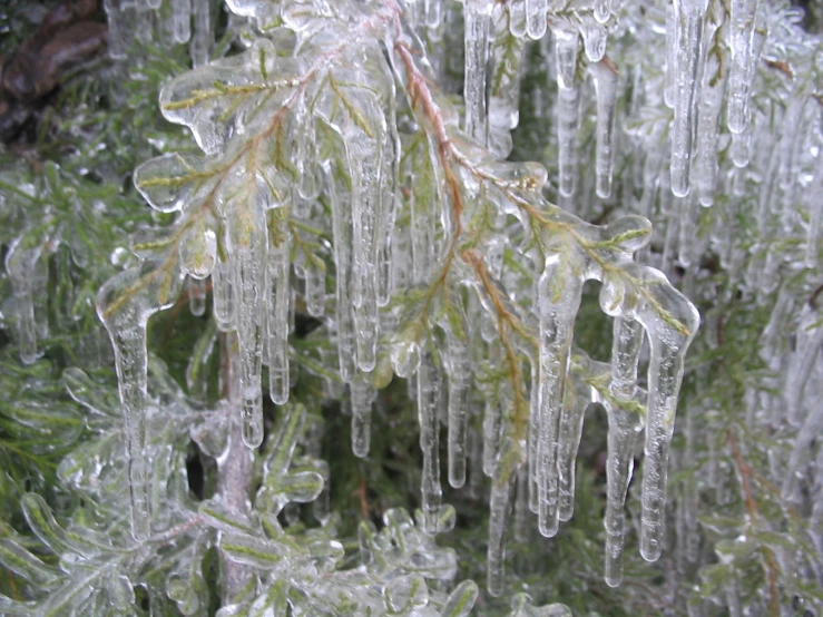 a green bush covered with ice and icicles