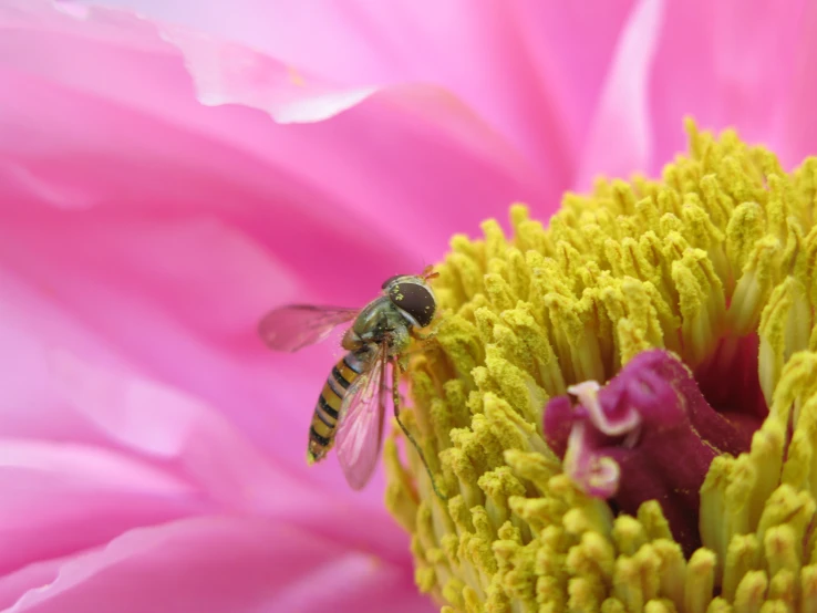 closeup of a pink flower with yellow stipple and a green fly