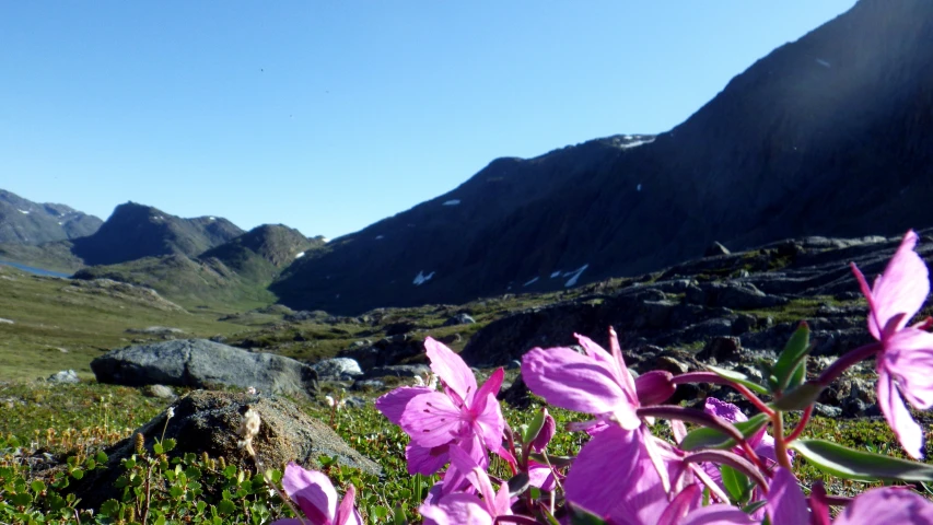 purple flowers blooming in the mountains with green grass