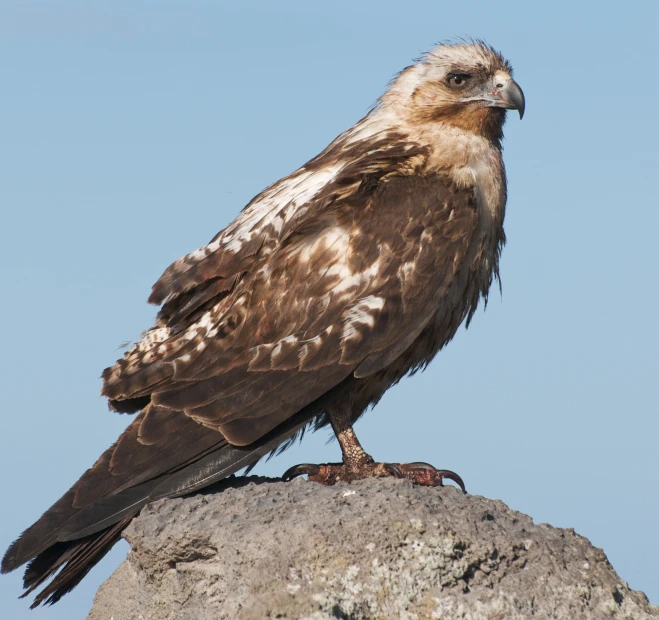 a bird sitting on top of a rock near the ocean