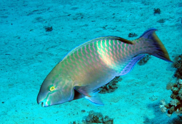 a large blue and green fish swims in water