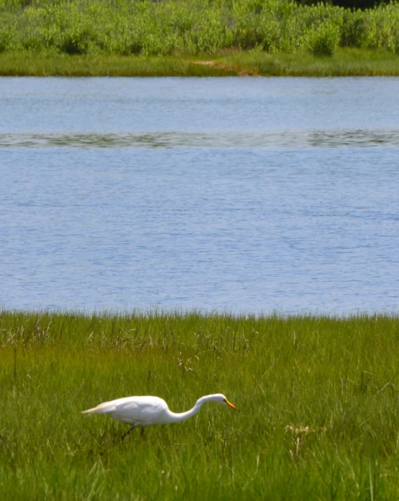 a white crane walking in the grass next to a river