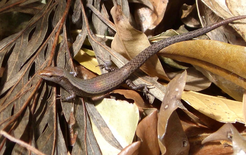 the large lizard is standing on the leaves and plants