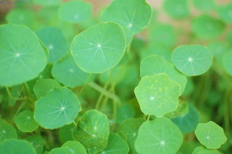 some green leaves are growing on a plant