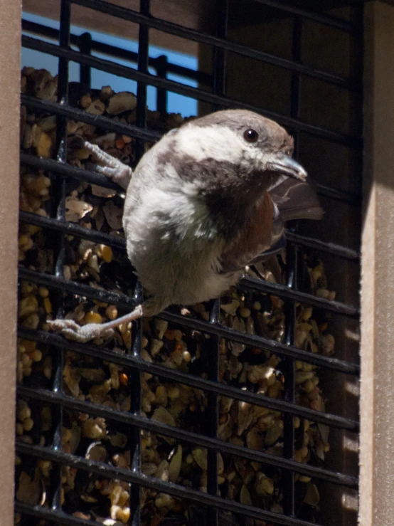 a small bird perched on top of a black wire fence