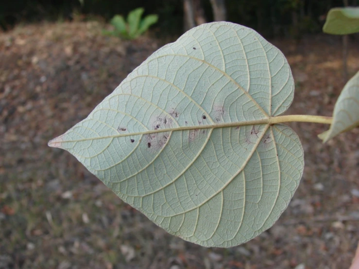 a small bug crawling on the leaves of a large leaf