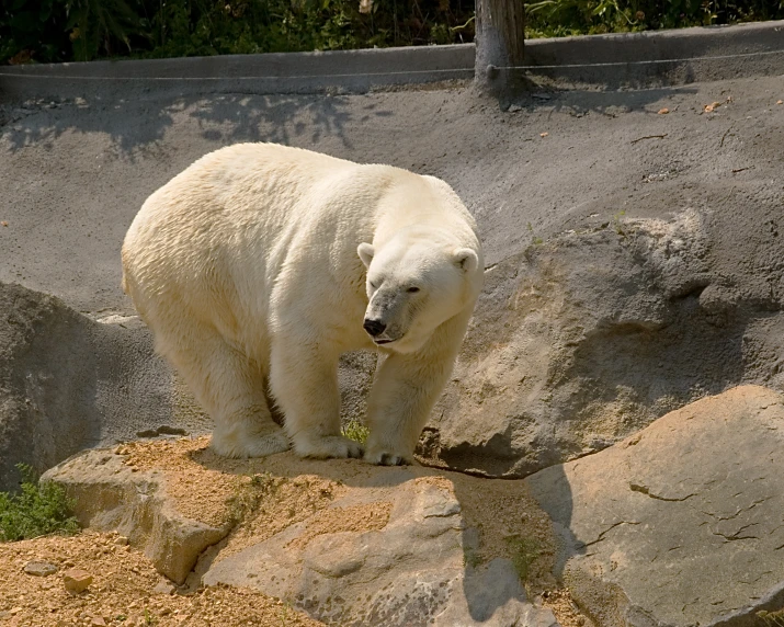 a polar bear in his zoo exhibit standing on rocks