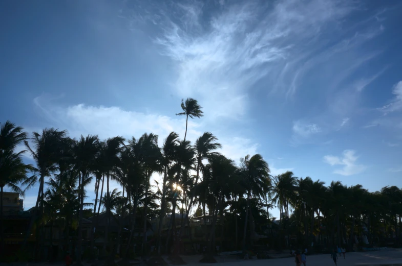 palm trees line the beach as the sun sets