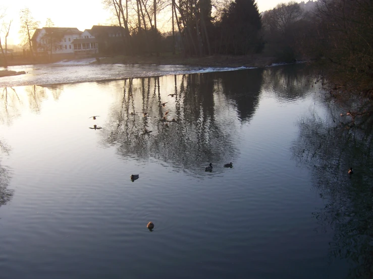 several ducks in the water near a town