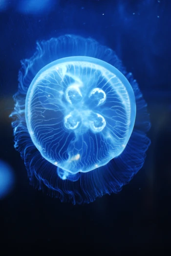 a close up view of a jelly fish floating in the water