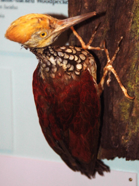 a small bird with brown head and yellow bill