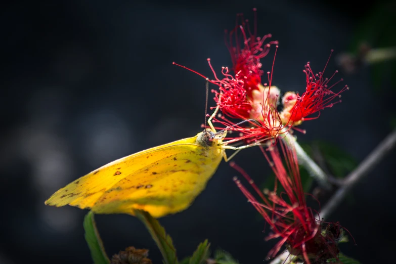 a yellow bug on red flowers with water droplets