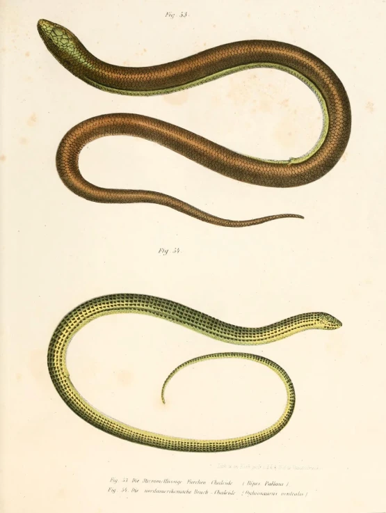 vintage snake image on a white wallpaper