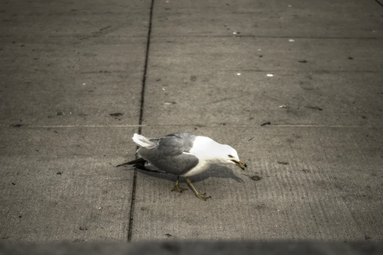a seagull standing on the concrete near the pavement