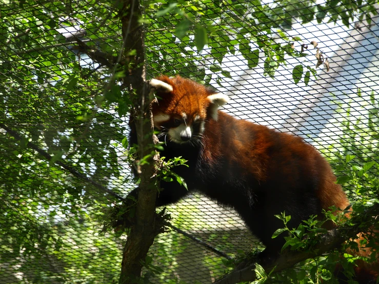 a red panda bear standing in a tree