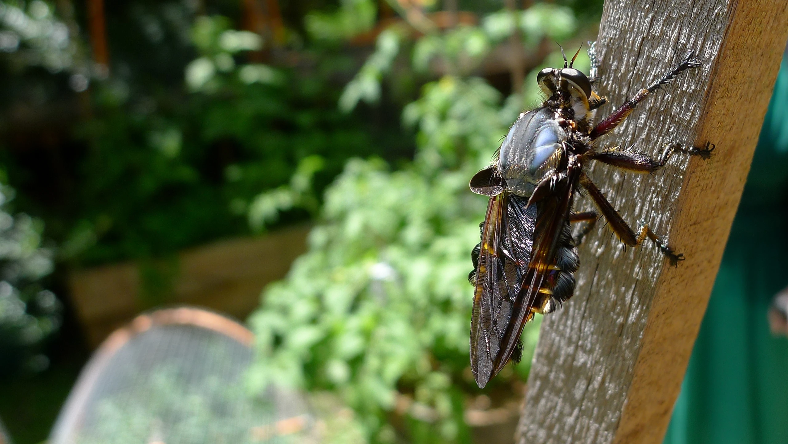 the large insect is standing on the wood outside