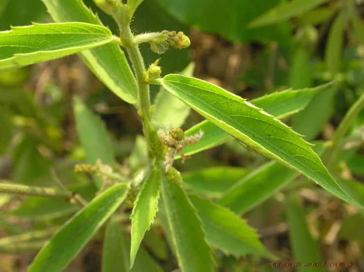 leaves with tiny buds, looking out of focus