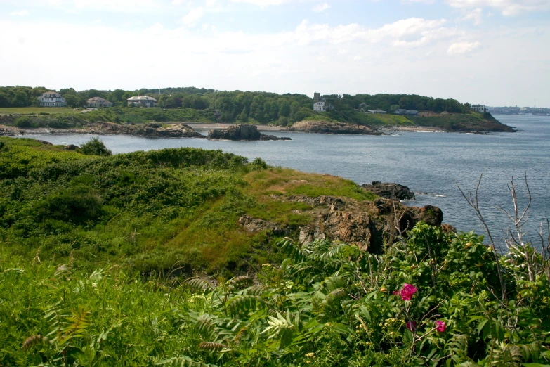 a view of a body of water from behind some bushes