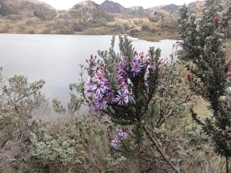 an area with flowers is surrounded by water and grass