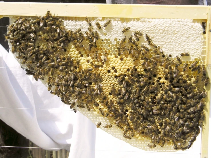 some very large and small bees on a white panel