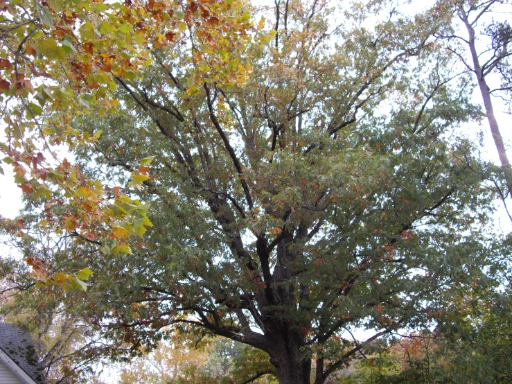 a tree is in full autumn leaves near a street