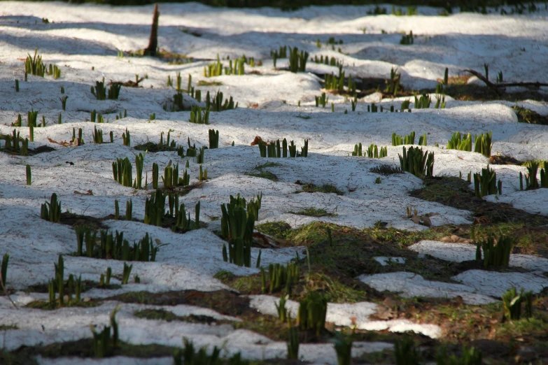 green plants grow in the snow by themselves