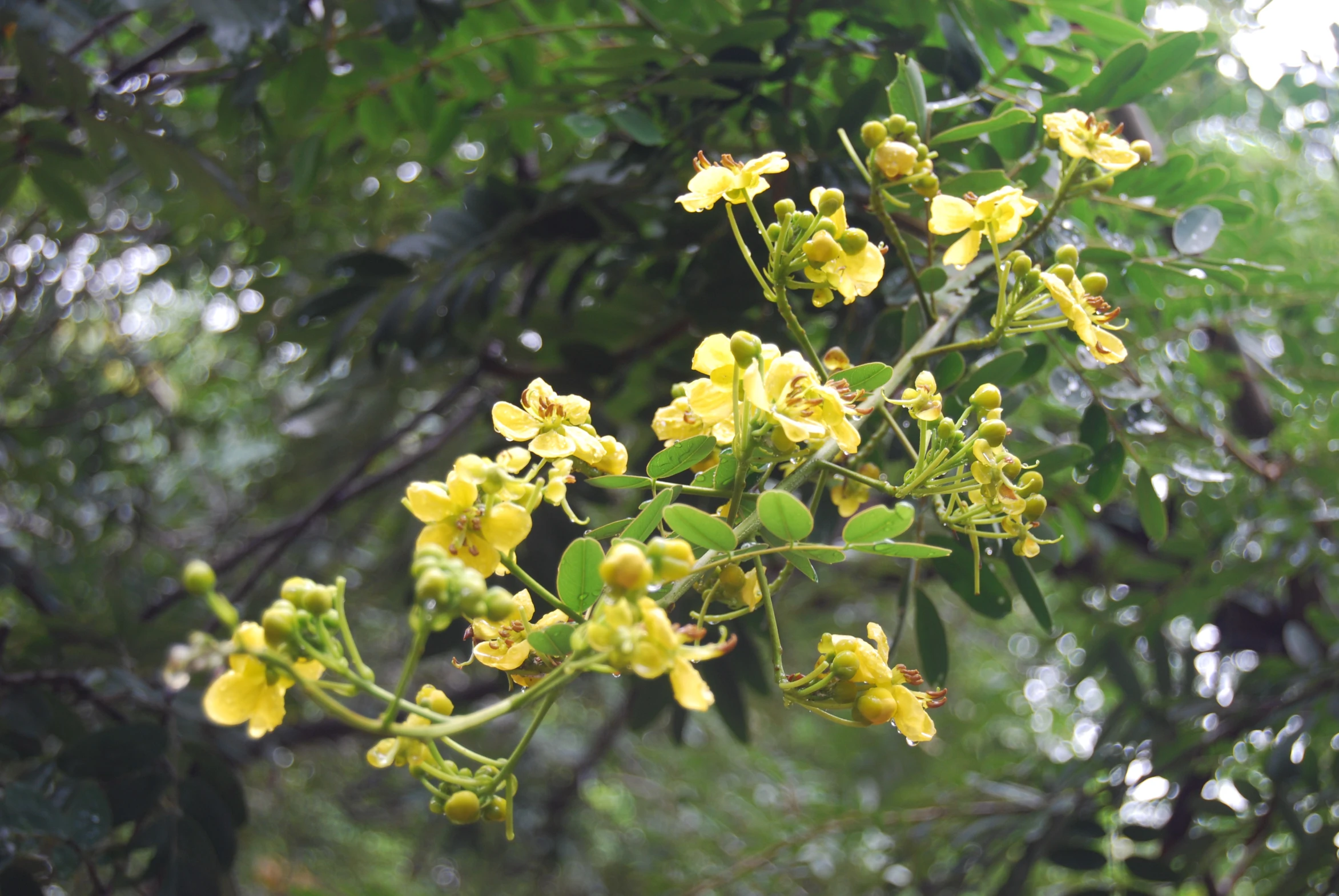 some yellow flowers and some leaves in the middle