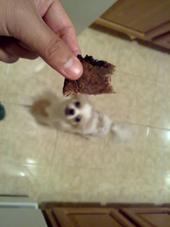 a dog is standing on the floor eating a piece of food